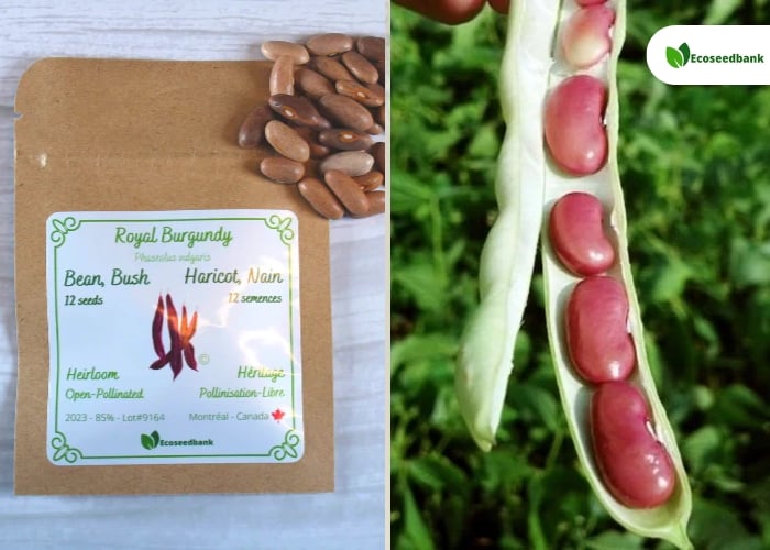 A packet of Royal Burgundy bush bean seeds sits next to brown seeds. Beside it, a close-up photo shows pinkish-purple beans inside an open green pod. Both images display the Ecosedebank logo.
